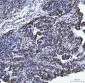 Anti-Lamin A+C/LMNA Antibody Picoband™ (monoclonal, 5F3C12)